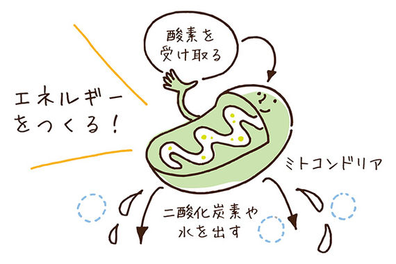 呼吸とエネルギー
