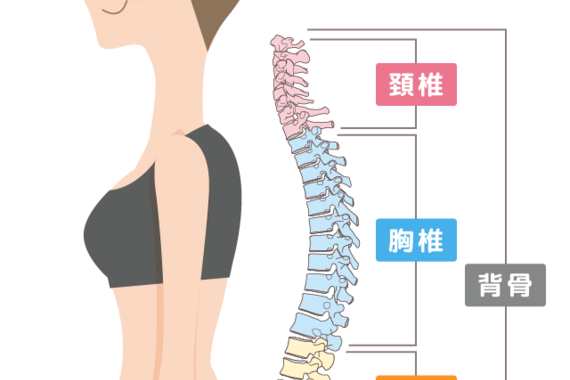 脊柱